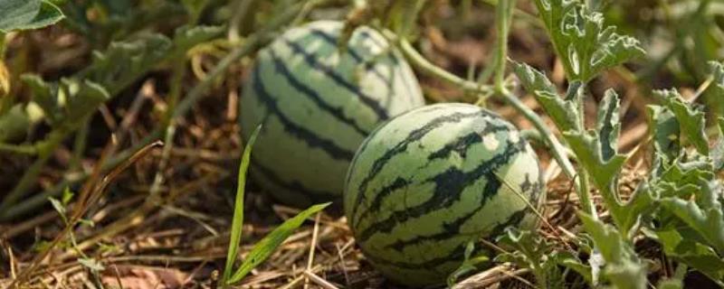 西瓜的生长习性，耐旱不耐湿