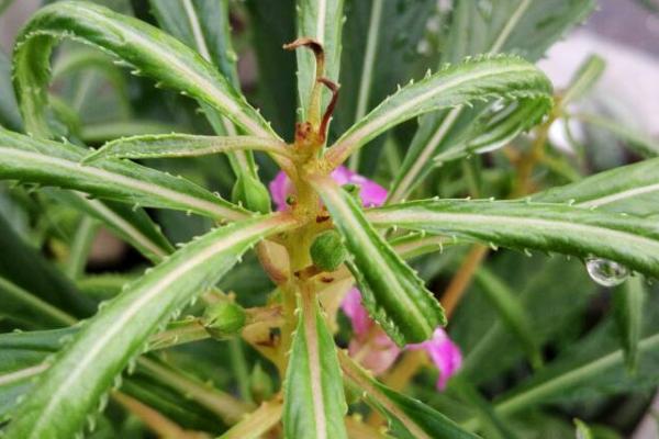 凤仙花叶片卷边干枯如何处理，可采取浇水、控光、喷药等措施
