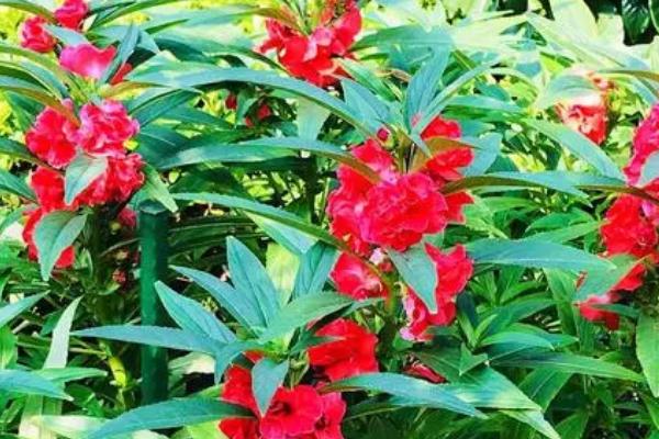 凤仙花叶片卷边干枯如何处理，可采取浇水、控光、喷药等措施