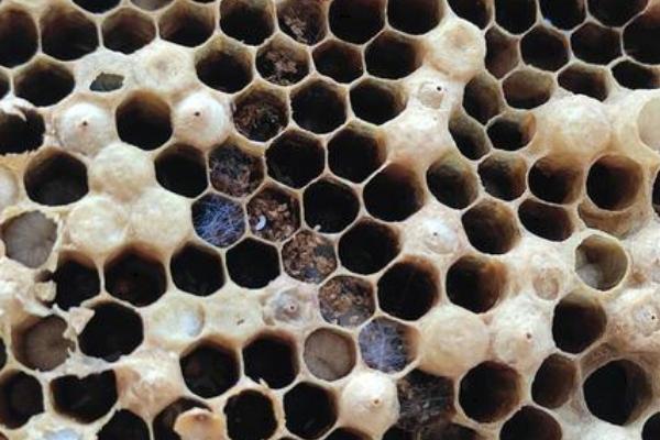 蜜蜂巢虫的危害特征，对巢脾的破坏力非常大