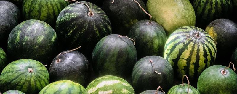 延长西瓜的保鲜期的方法，采收前一周可喷洒甲基托布津可湿性粉剂
