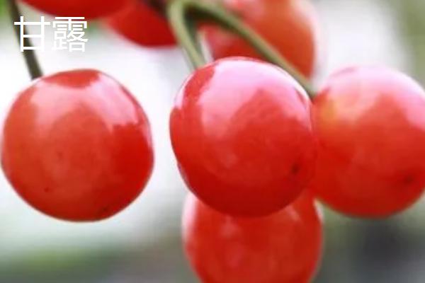 早熟樱桃品种，根据地理条件和气候选择优良品种