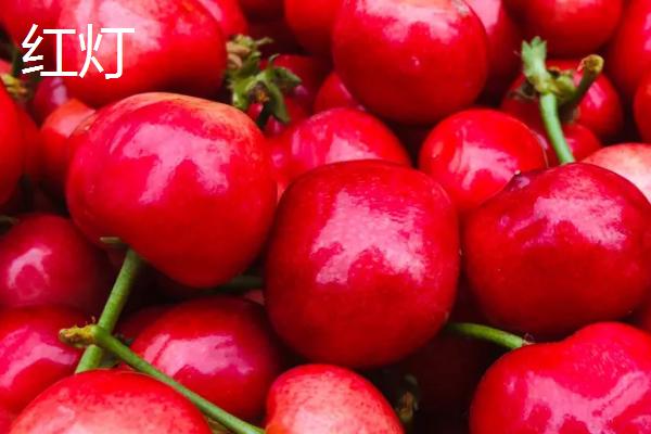 早熟樱桃品种，根据地理条件和气候选择优良品种