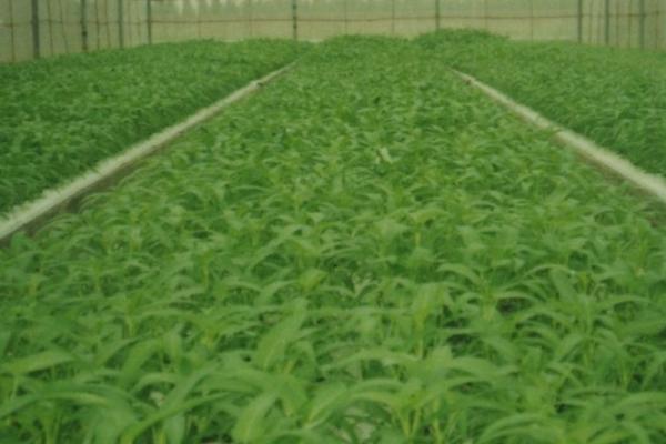 空心菜的种植时间，一般在4-7月种植