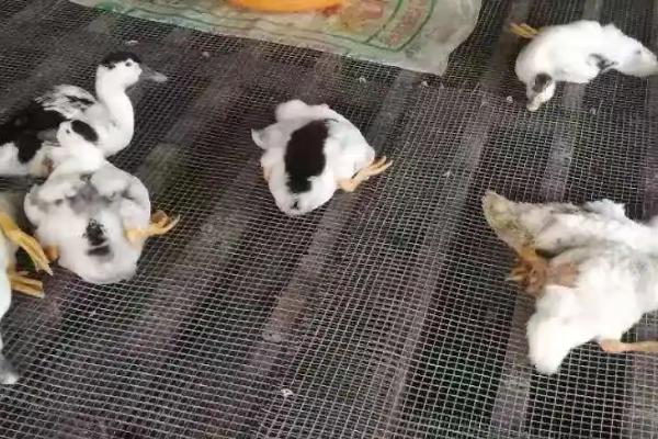 鸭子瘫痪的原因，患有疾病或营养不足均会导致