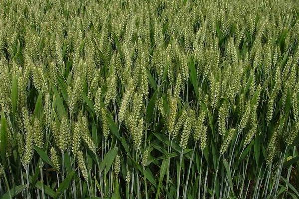景阳697小麦种子简介，比对照品种济麦22熟期稍早
