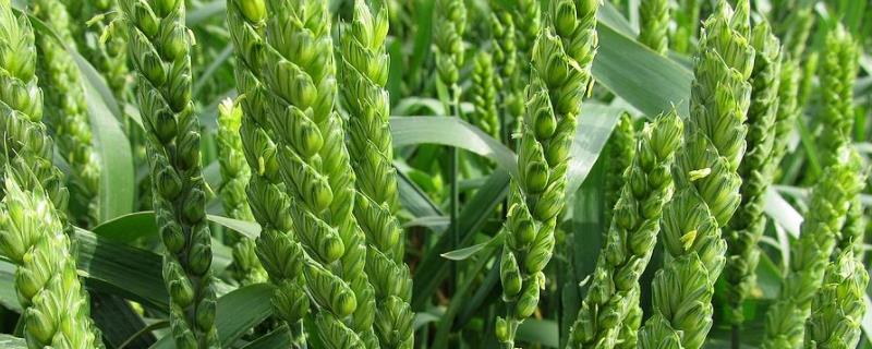 中麦9088小麦种子简介，每亩适宜基本苗18万—22万