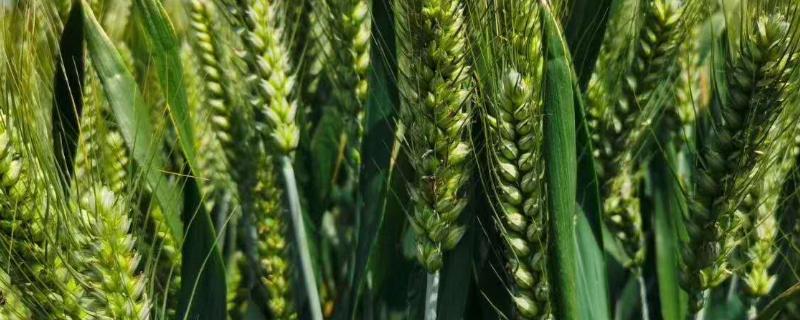 景阳697小麦种子简介，比对照品种济麦22熟期稍早