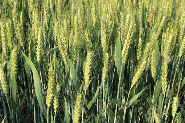 新世纪1308小麦品种的特性，中抗叶锈病
