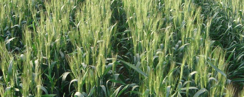 济麦29小麦种子简介，注意防治条锈病和叶锈病