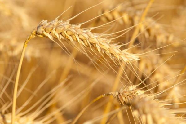 新世纪1308小麦品种的特性，中抗叶锈病