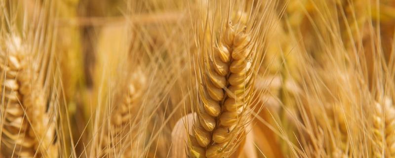 冀麦691小麦种子特点，每亩适宜基本苗20万—22万