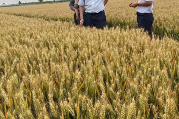 济麦5172小麦品种简介，每亩适宜基本苗15万—18万