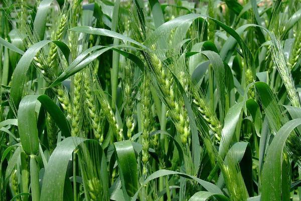 邯麦20小麦种子简介，注意防治白粉病