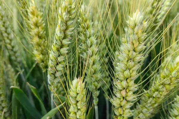 冀麦713小麦种子特征特性，比对照品种济麦22熟期稍早