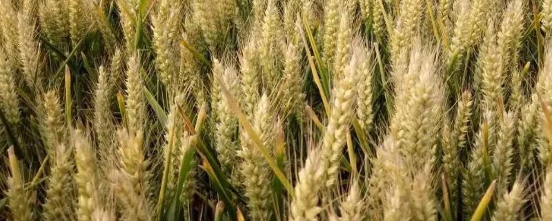 冀麦713小麦种子特征特性，比对照品种济麦22熟期稍早