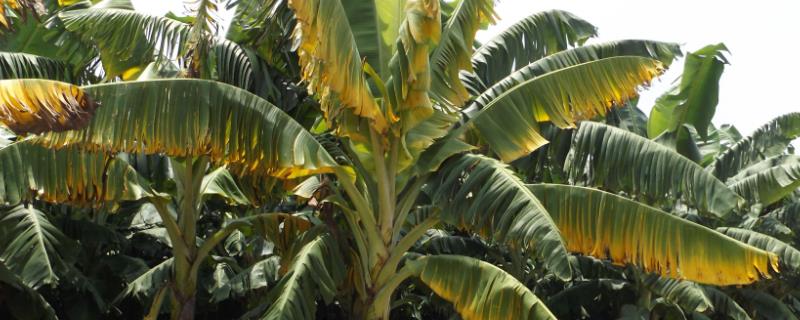 香蕉黄叶病，容易危害的香蕉品种为粉蕉和龙芽蕉
