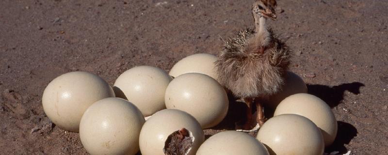 鸵鸟一年产蛋多少，第7年左右产蛋约70-80枚