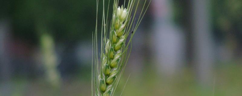 衡麦33小麦种子简介，每亩适宜基本苗20万左右