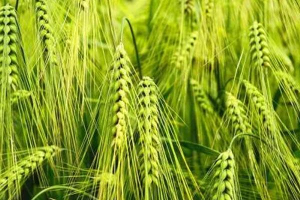 衡麦33小麦种子简介，每亩适宜基本苗20万左右