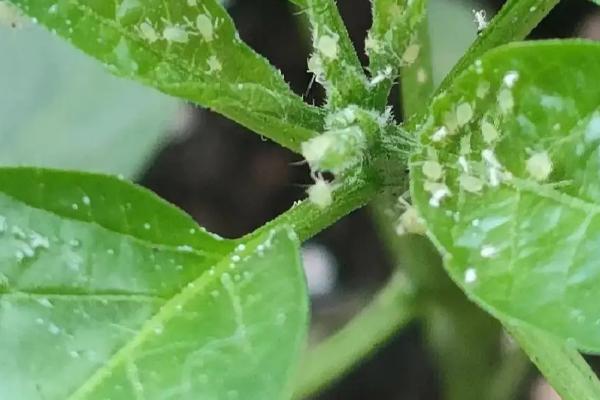 辣椒常见的虫害，常见的有蚜虫、地老虎和茶黄螨等