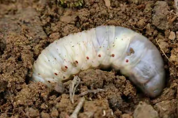 辣椒常见的虫害，常见的有蚜虫、地老虎和茶黄螨等