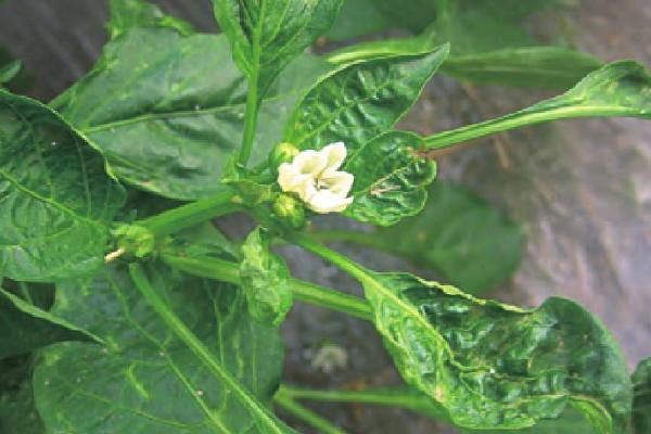 辣椒常见的虫害，常见的有蚜虫、地老虎和茶黄螨等