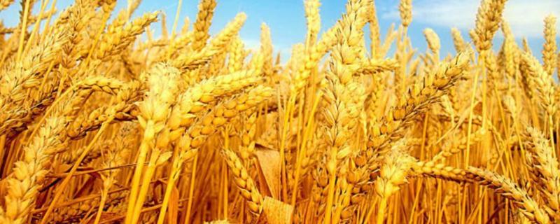 苏研麦0708小麦品种简介，与对照品种周麦18熟期相当