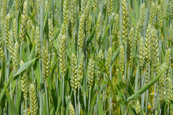 顺麦20小麦种子特点，与对照品种周麦18熟期相当