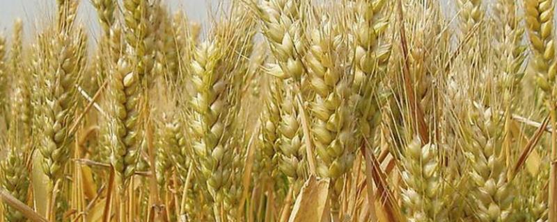 秦麦851小麦品种的特性，比对照品种周麦18熟期稍早