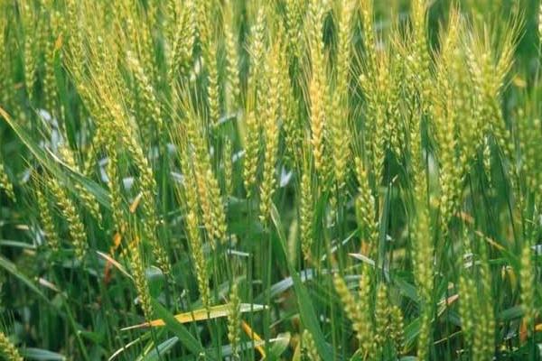 九农518小麦品种的特性，比对照品种周麦18熟期稍早