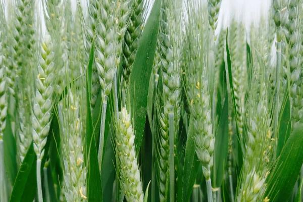 宝麦6号小麦种子特点，每亩适宜基本苗16万—18万