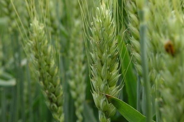 漯麦47小麦种子特点，比对照品种周麦18熟期稍早