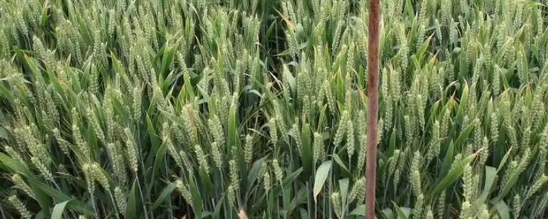 宝麦6号小麦种子特点，每亩适宜基本苗16万—18万