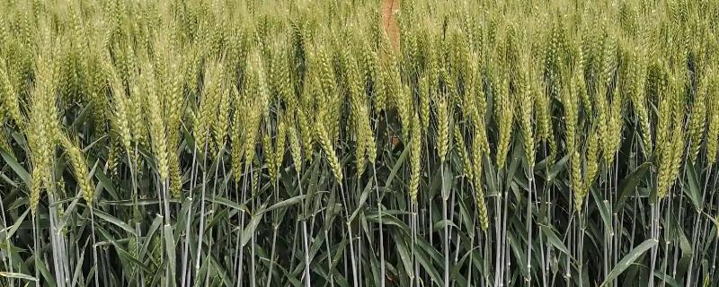 安农179小麦种子介绍，每亩适宜基本苗14万—22万