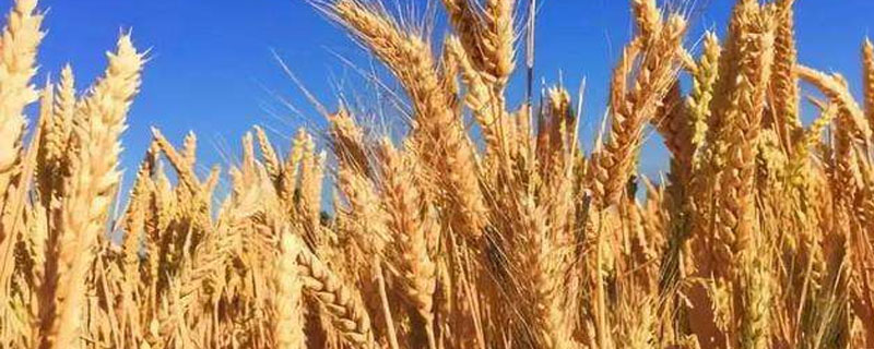 普冰03小麦种子介绍，每亩适宜基本苗14万—22万