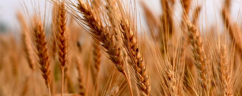 徐麦45小麦种简介，比对照品种周麦18熟期稍早
