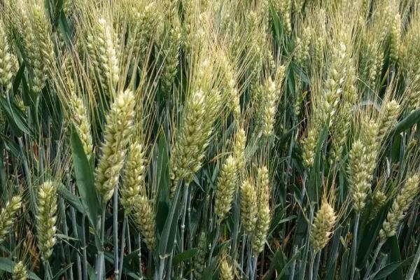 西农1125小麦品种的特性，每亩适宜基本苗14万—22万