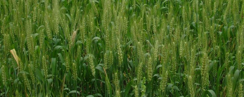瑞华麦519小麦品种的特性