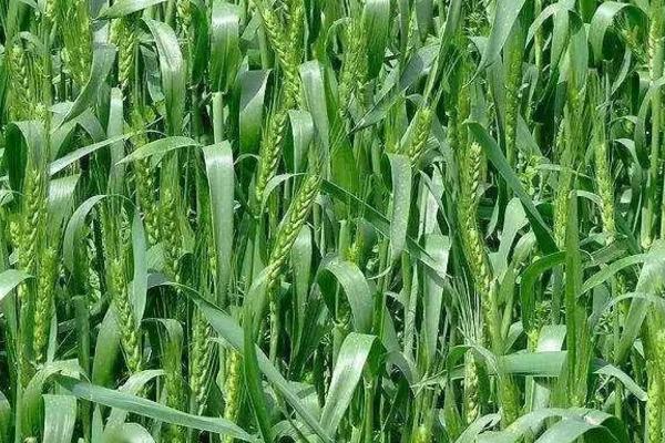 漯麦68小麦种子介绍，每亩适宜基本苗14万—22万