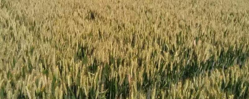 华成5157小麦种简介，每亩适宜基本苗18万—22万