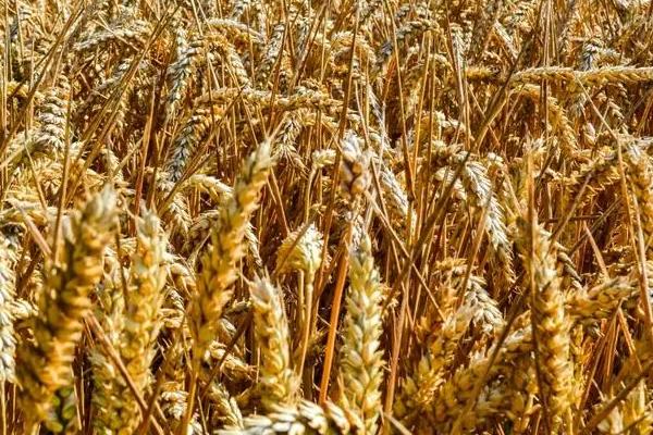 漯麦68小麦种子介绍，每亩适宜基本苗14万—22万