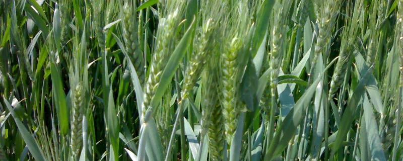 襄麦21小麦种子特点，每亩适宜基本苗15万—18万