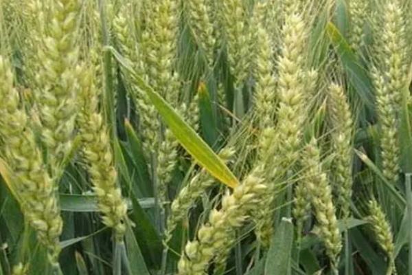 18ZH280小麦种子特点，中抗赤霉病