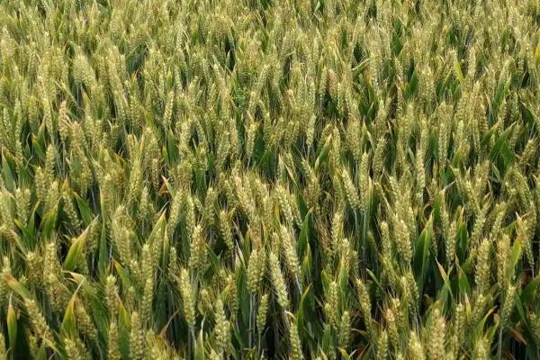 白湖麦2号小麦种简介，每亩适宜基本苗16万—18万