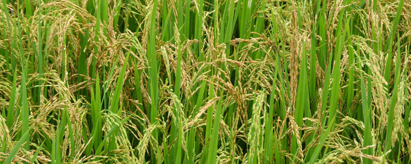 18ZH280小麦种子特点，中抗赤霉病