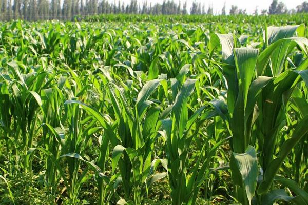 达育166玉米品种的特性，适宜密度为4500株/亩左右