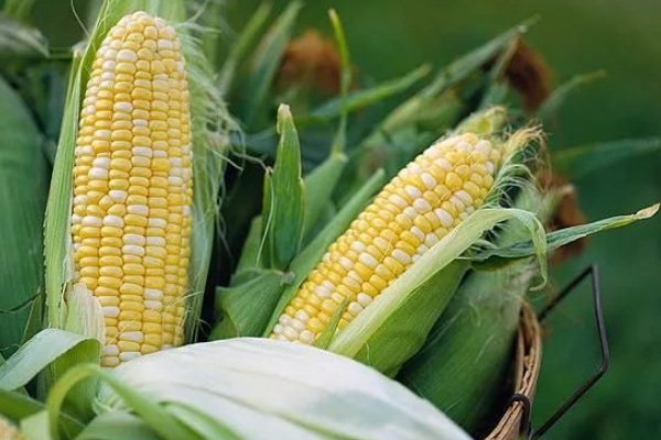 泰合玉616玉米种子介绍，大喇叭口期注意防治玉米螟