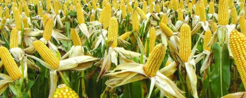 东单3318玉米种子介绍，适宜密度为4500株/亩左右