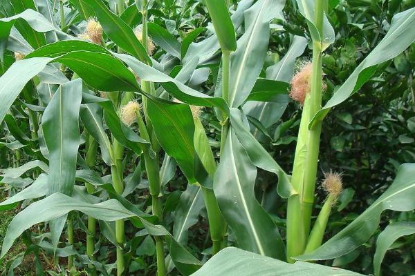 海渤218玉米品种简介，适宜密度为4500株/亩左右